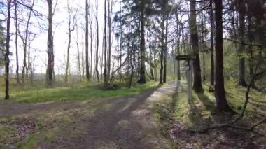 Ormanda gün boyunca yürürken yeşil ağaçlar hiç kimse güzel bir gün geçirmez doğa.