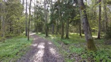 Ormanda gün boyunca yürürken yeşil ağaçlar hiç kimse güzel bir gün geçirmez doğa.