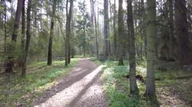 Ormanda gün boyunca yürürken yeşil ağaçlar hiç kimse güzel bir gün geçirmez doğa.