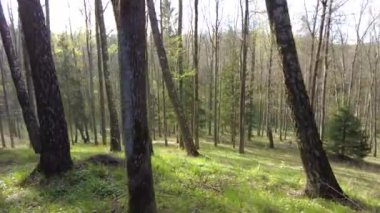 Ormanda gün boyunca yürürken yeşil ağaçlar hiç kimse güzel bir gün geçirmez doğa.