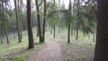 Ormanda gün boyunca yürürken yeşil ağaçlar hiç kimse güzel bir gün geçirmez doğa.