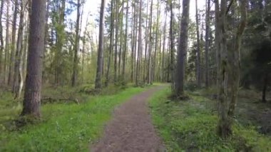 Ormanda gün boyunca yürürken yeşil ağaçlar hiç kimse güzel bir gün geçirmez doğa.