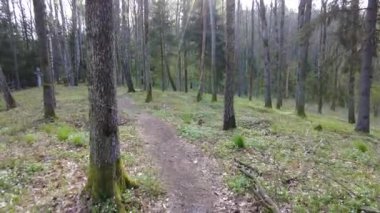 Ormanda gün boyunca yürürken yeşil ağaçlar hiç kimse güzel bir gün geçirmez doğa.