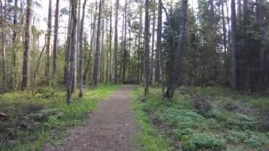 Ormanda gün boyunca yürürken yeşil ağaçlar hiç kimse güzel bir gün geçirmez doğa.