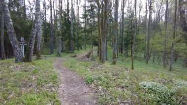 Ormanda gün boyunca yürürken yeşil ağaçlar hiç kimse güzel bir gün geçirmez doğa.