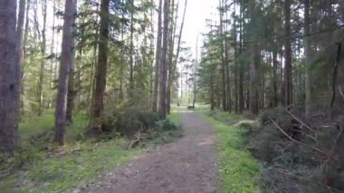 Ormanda gün boyunca yürürken yeşil ağaçlar hiç kimse güzel bir gün geçirmez doğa.