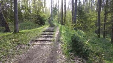 Ormanda gün boyunca yürürken yeşil ağaçlar hiç kimse güzel bir gün geçirmez doğa.