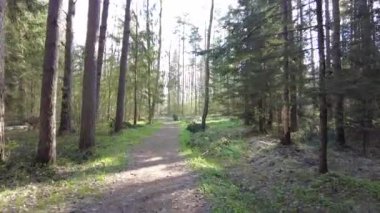 Ormanda gün boyunca yürürken yeşil ağaçlar hiç kimse güzel bir gün geçirmez doğa.