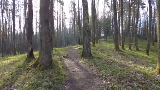 Прогулка Лесу День Зеленые Деревья Людей Прекрасный День Природа — стоковое видео