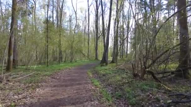 Caminando Través Árboles Verdes Del Día Del Bosque Ninguna Gente — Vídeos de Stock
