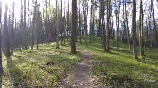 Caminhando Através Floresta Dia Tempo Árvores Verdes Não Pessoas Belo — Vídeo de Stock