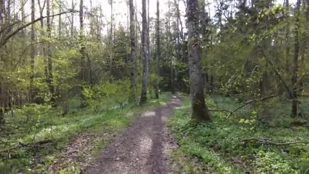 Caminando Través Árboles Verdes Del Día Del Bosque Ninguna Gente — Vídeos de Stock
