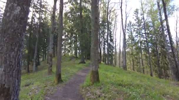 Caminhando Através Floresta Dia Tempo Árvores Verdes Não Pessoas Belo — Vídeo de Stock