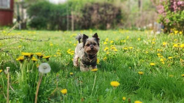 Yorkshire Terrier Zielonej Łące Ogrodzie Ciągu Dnia — Zdjęcie stockowe