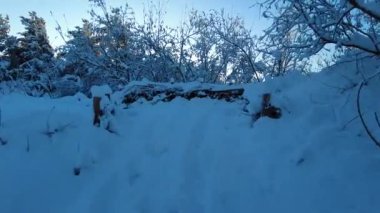 Şiddetli kardan sonra ağaçlarla ve sakin havayla ormanda yürümek