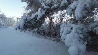 Şiddetli kardan sonra ağaçlarla ve sakin havayla ormanda yürümek
