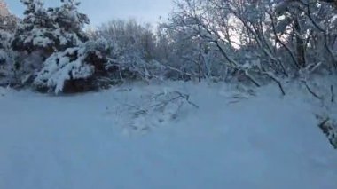Şiddetli kardan sonra ağaçlarla ve sakin havayla ormanda yürümek