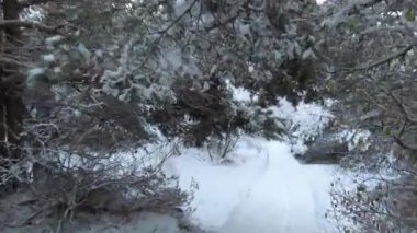 Şiddetli kardan sonra ağaçlarla ve sakin havayla ormanda yürümek