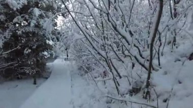 Şiddetli kardan sonra ağaçlarla ve sakin havayla ormanda yürümek