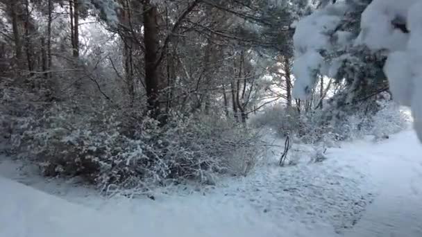 Passeggiando Nella Foresta Dopo Neve Pesante Con Alberi Tempo Calmo — Video Stock