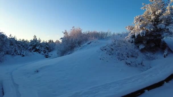 Caminhando Floresta Depois Neve Pesada Com Árvores Tempo Calmo — Vídeo de Stock