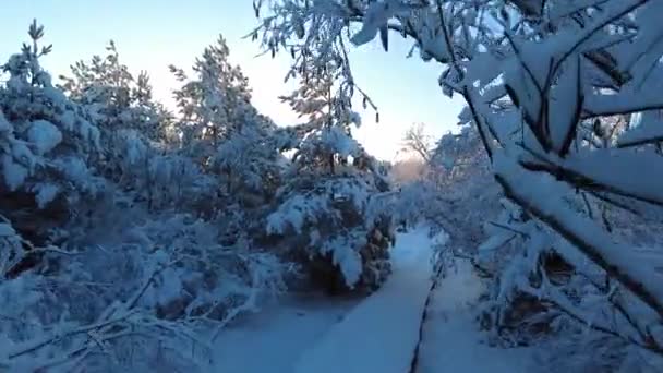 Şiddetli Kardan Sonra Ağaçlarla Sakin Havayla Ormanda Yürümek — Stok video