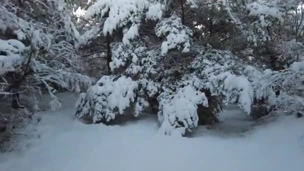 豪雪の後の森の中を木と穏やかな天気で歩く — ストック動画
