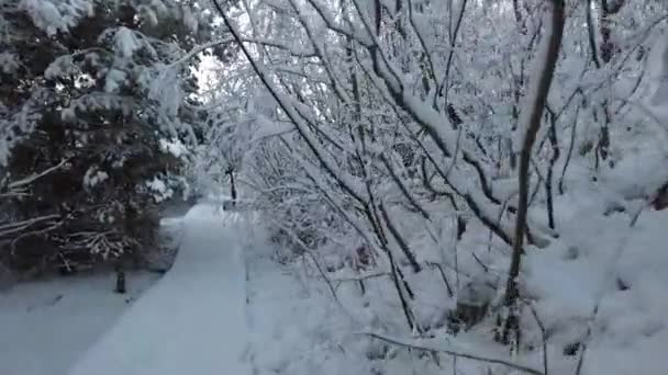 Şiddetli Kardan Sonra Ağaçlarla Sakin Havayla Ormanda Yürümek — Stok video