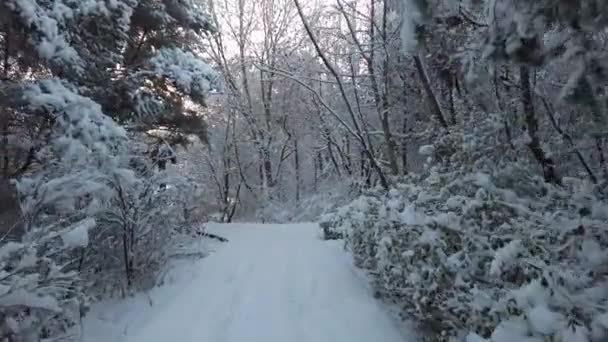 Caminhando Floresta Depois Neve Pesada Com Árvores Tempo Calmo — Vídeo de Stock