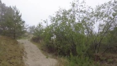 4K Orman Yürüyüşü: Huzurlu ve Gerçeküstü Doğa Deneyimi