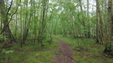 4K Orman Yürüyüşü: Huzurlu ve Gerçeküstü Doğa Deneyimi