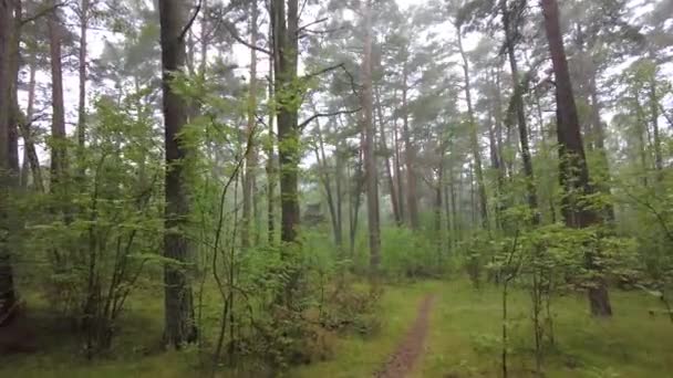 Waldspaziergang Ein Heiteres Und Surreales Naturerlebnis — Stockvideo