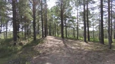 Yeşil yemyeşil orman 4k boyunca tahta yolda yürüyorum.