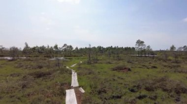 Bataklıktaki ahşap yol. Çam Ormanı
