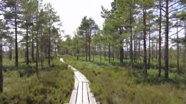 Bataklıktaki ahşap yol. Çam Ormanı