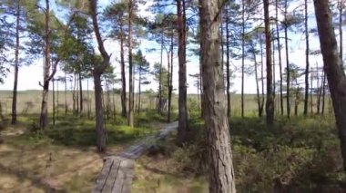 Bataklık günü düzlüklerinde tahta yol boyunca