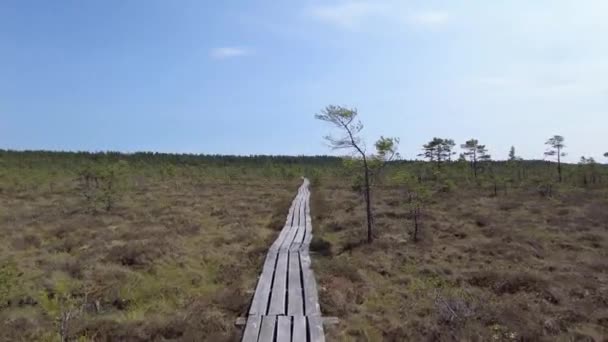 Drewniana Ścieżka Bagnie Las Sosnowy — Wideo stockowe