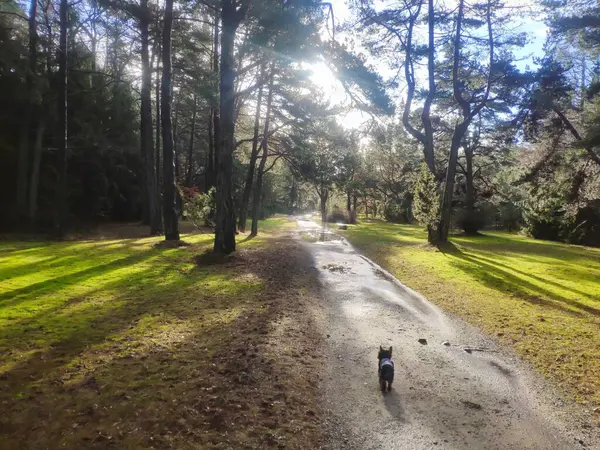 Ormanda güzel bir köpek manzarası.