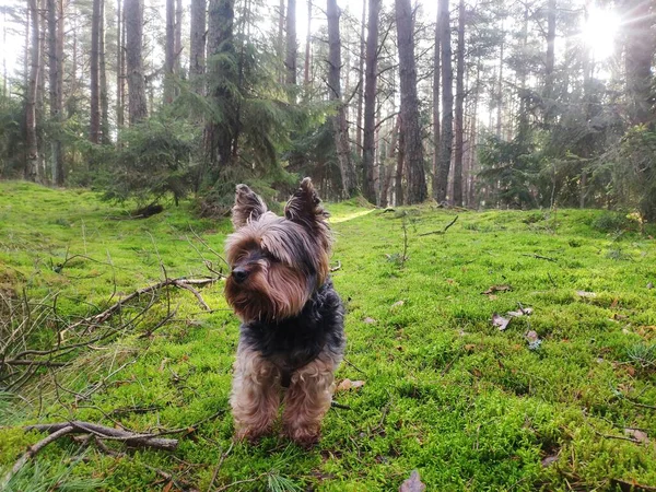 Yorkie ormandaki yosun arka planında