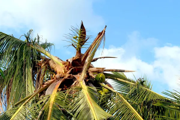 coconut tree, coconut palm tree in summer