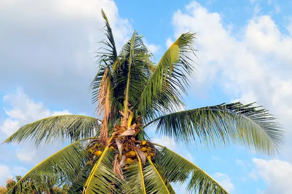 coconut tree, coconut palm tree in summer