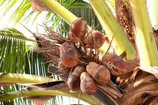 coconut palm tree with dried coconuts