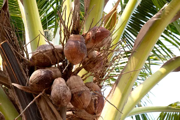 coconut palm tree with dried coconuts