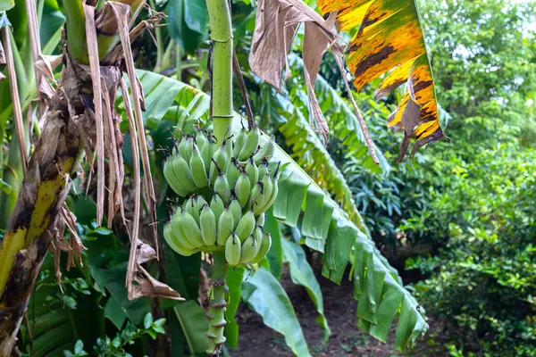 raw bananas, banana trees in the garden
