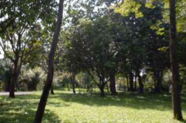 Arka planda bokeh ağacı olan bulanık park bahçesi, yaz arka planında bulanık yeşil bokeh ışığı.