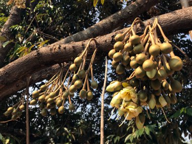 Durian bitkisi, ağaçta durian küçük dalında çiçek tomurcukları