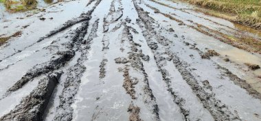 Tarım arazisindeki çamur, tarım çamuru, pirinç bitkisi için çamur, kirli su.