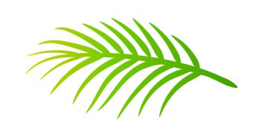 Hindistan cevizi yaprakları, hindistan cevizi palmiyesi, hindistan cevizi dalı.