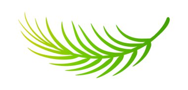 Hindistan cevizi yaprakları, hindistan cevizi palmiyesi, hindistan cevizi dalı.