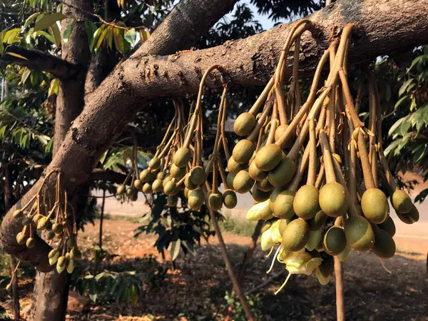 Durian bitkisi, ağaçta durian küçük dalında çiçek tomurcukları